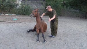 Обучение лошади команде" сидеть!."Teaching the horse to "sit!".