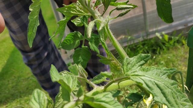 Одна ошибка которая приведет к потере урожая томатов! Томаты дело тонкое...