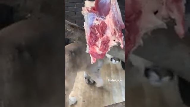 ЧТО ЗА ЖИВОТНОЕ? #Shorts смотреть онлайн