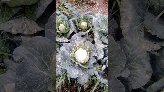 #Z Как защитить Капусту от бабочек и улиток. смотреть онлайн