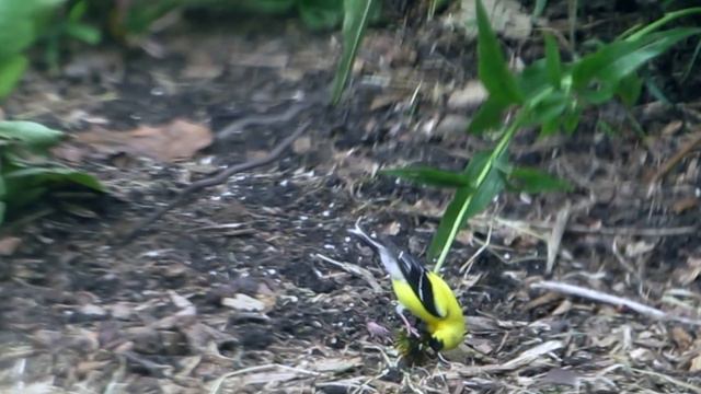 Gold Finch, Echinacea Flower смотреть онлайн