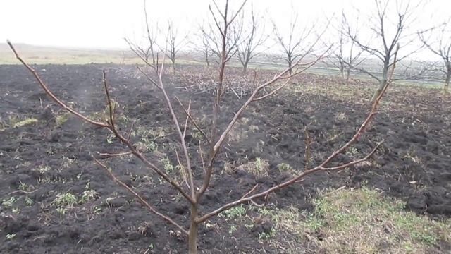 Обрезка молодого ореха. Формируем крону грецкого ореха.