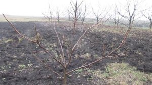 Обрезка молодого ореха. Формируем крону грецкого ореха.