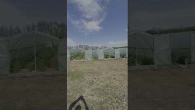 Наши теплицы клубника оптом Краснодар