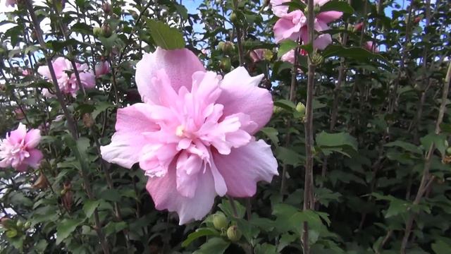 Flower　ムクゲ（木槿）　Hibiscus syriacus смотреть онлайн