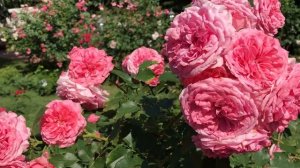 АНГЛИЙСКИЕ РОЗЫ ДЭВИДА ОСТИНА.