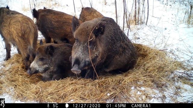 Никогда не ложитесь спать с дикими кабанами. смотреть онлайн