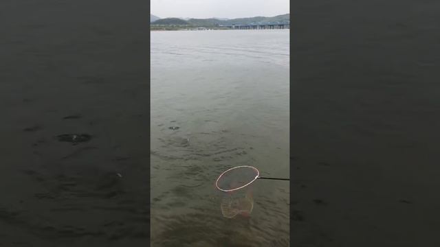 Трофейная рыбалка в Южной Корее смотреть онлайн