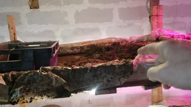 Промежуточный этап разведения червей для рыбалки на реализацию. смотреть онлайн