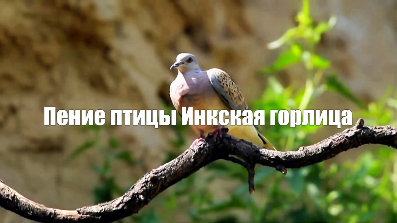 Звук природы.Пение птицы Инкская горлица