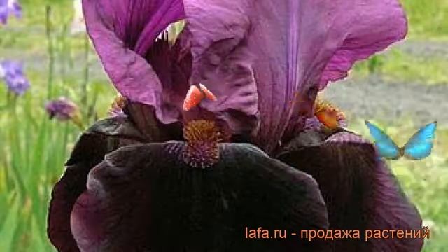 Ирис карликовый Дарк Овер (iris pumila) ? ирис Дарк Овер обзор: как сажать рассада ириса Дарк Овер смотреть онлайн