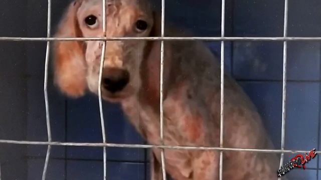 The English Setter is almost completely bald and very hungry... смотреть онлайн