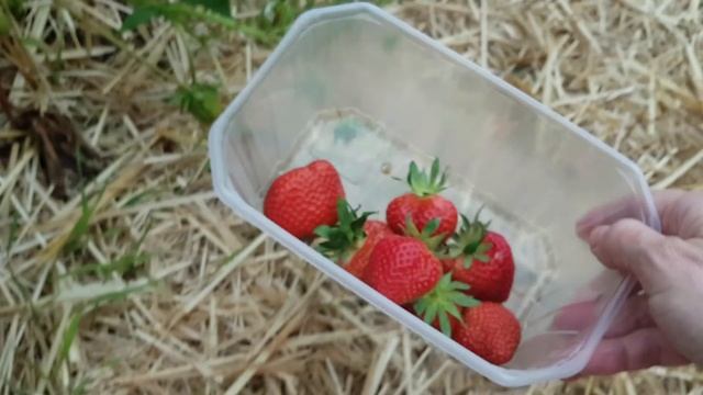 Клубника на ферме Швейцария | Les fraises en Suisse смотреть онлайн