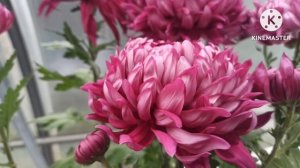 Success Violet. Крупноцветковая горшечная хризантема. Описание сорта.