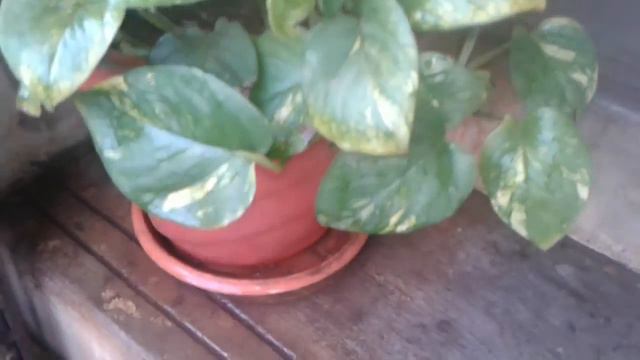 Money Plant - Pothos Plant.. смотреть онлайн
