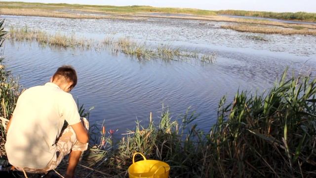 Ловля рыбы на червя дендробена! Реакция карася на дендробена! смотреть онлайн
