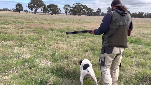 Stubble Quail Hunting - Victoria, Australia 2021 смотреть онлайн