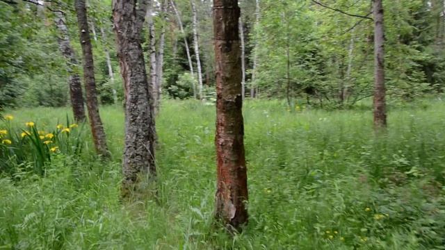 Исток реки Яуза , начало Желтые ирисы Лосиный остров смотреть онлайн