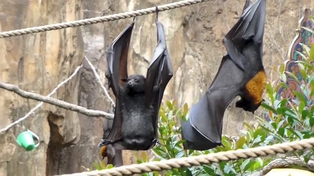 Bat Pees смотреть онлайн