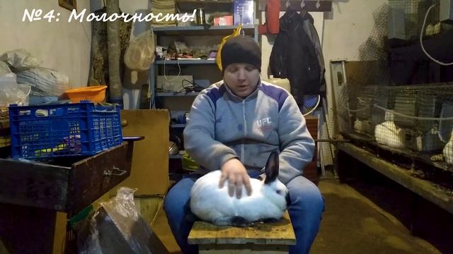 Как мы отбираем наших племенных крольчих!!