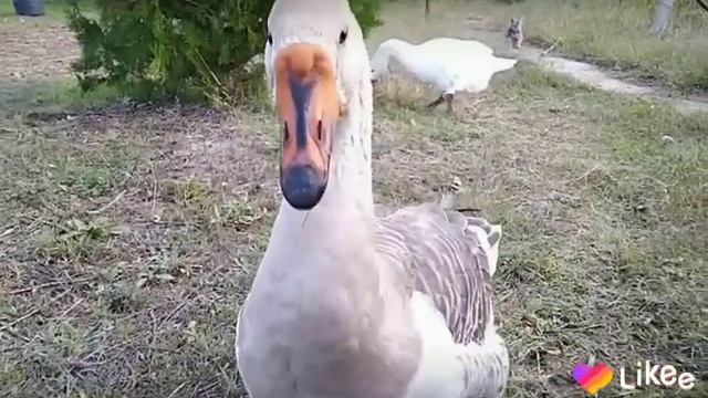 Гуси гуси гагага 😊 смотреть онлайн
