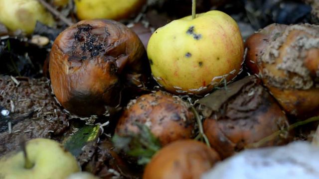 Один день из жизни опарыша! смотреть онлайн