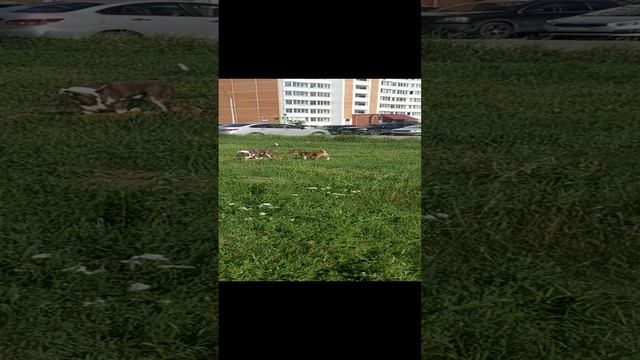 Басенджи щенок 8 месяцев играется с собаками, Дворняга и бойцовский стаффорд. смотреть онлайн