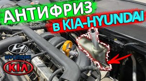 Антифриз KIA RIO и HYUNDAI SOLARIS ? какой, куда доливать, как проверить уровень