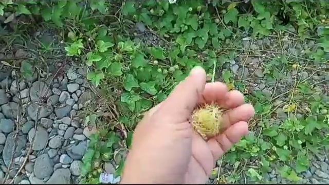 Bush Passion Fruit | Passiflora foetida | Picking & Eating | Hitik sa Bunga смотреть онлайн