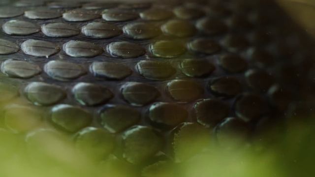 20 Самых Больших Существ, Когда Либо Снятых на Камеру! смотреть онлайн