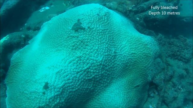 2.5kM coral reefs with a diverse of fish. Kaynkerni - Sri Lanka : I Am Riffaz - Tamil - தமிழ் смотреть онлайн