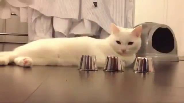 ЛУЧШИЕ КОТЫ 2014 смотреть онлайн