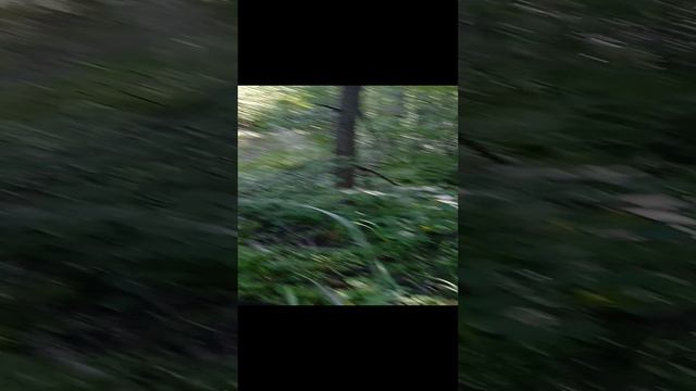 Определение сторон света по муравейнику - когда способ НЕ РАБОТАЕТ смотреть онлайн