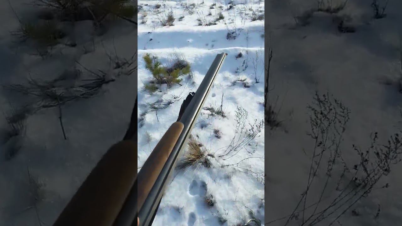 Охота на зайца по следу.2023 смотреть онлайн