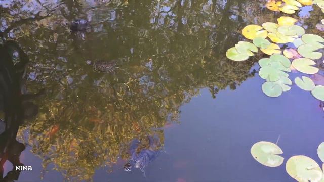 Под Красивую Нежную МУЗЫКУ Прогуляйтесь по Форосскому Парку Крыма! смотреть онлайн