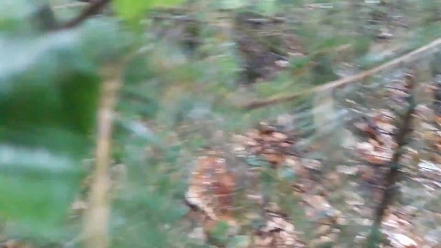 Поход за грибами часть 2 смотреть онлайн