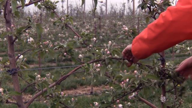 Ведение интенсивного сада до плодоношения (Онтарио, Канада) смотреть онлайн