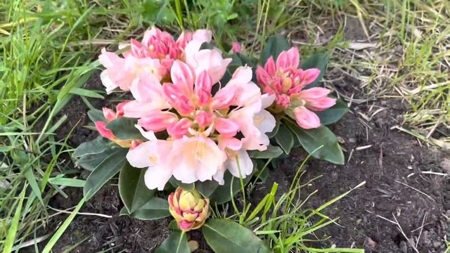 Rhododendron golden torch смотреть онлайн