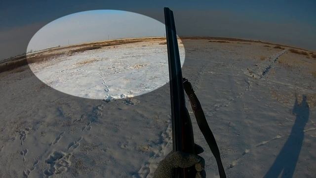 Охота на зайца в Оренбургской области охотхозяйство "Кумакское" смотреть онлайн