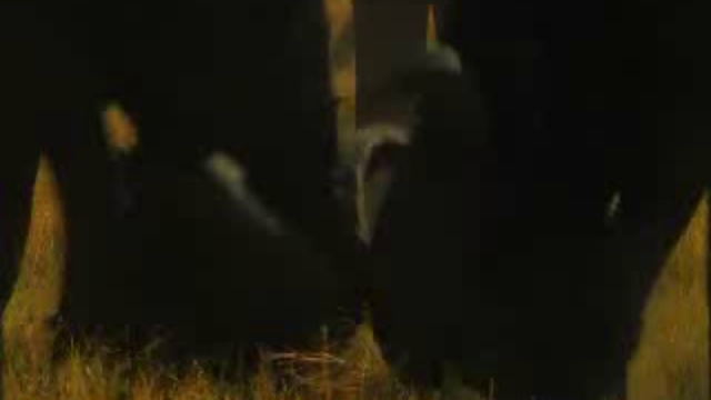 Последние львы смотреть онлайн