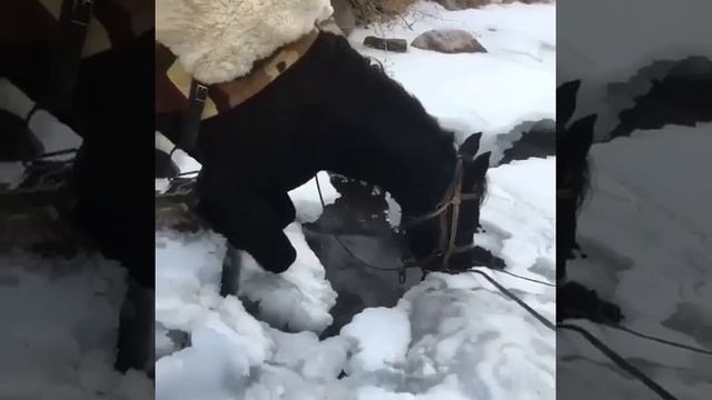 Карачаевская порода лошадей! #лошади #love смотреть онлайн