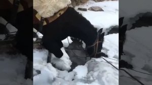 Карачаевская порода лошадей! #лошади #love