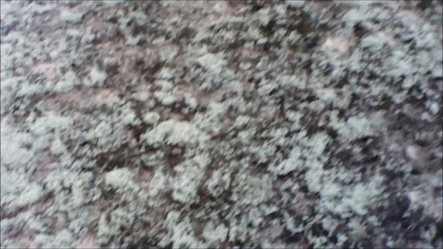 Белые,рядовки,лисички и хорошее настроение найдены 1 декабря . Беларусь 2020