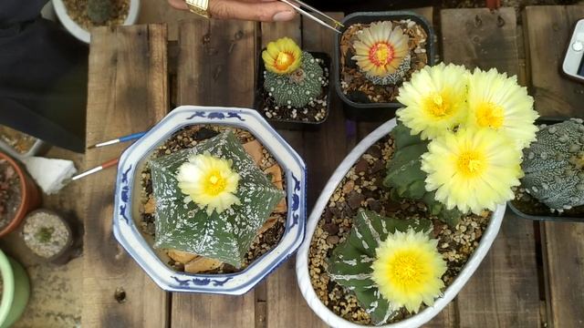 How to pollinate Astrophytum Fukuryo Kikko Cactus - Hướng dẫn thụ phấn xương rồng Astrophytum смотреть онлайн