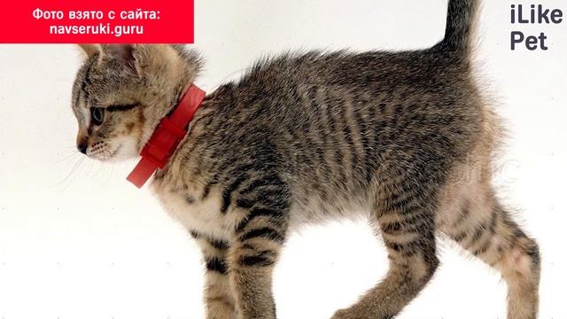 4 способа выведения блох у кошки смотреть онлайн