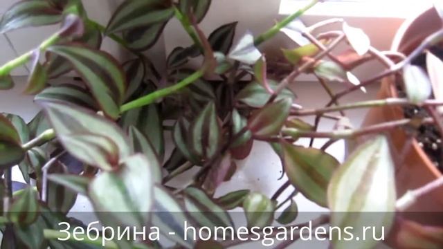 Зебрина (калатея) на подоконнике