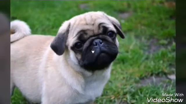 Грустные мопсы(слай дшоу) смотреть онлайн