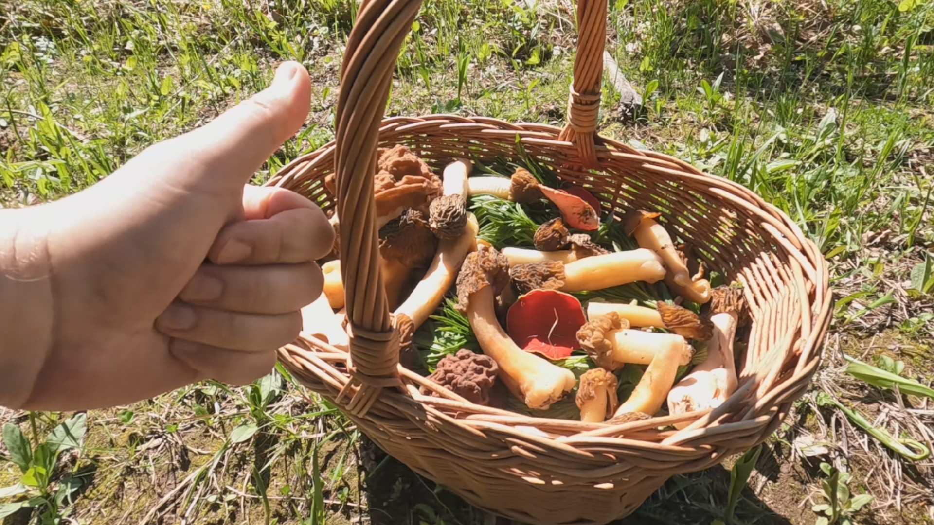 ?ГРИБЫ ОТБЛАГОДАРИЛИ ГРИБНИКА НА ДЕНЬ РОЖДЕНИЯ?СМОРЧКОВАЯ ШАПОЧКА И СТРОЧКИ В ПОДМОСКОВЬЕ 2022 Май смотреть онлайн