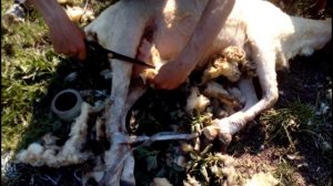 Стрижка овец машинкой/Первая стрижка овцы/ обзор супер посылки/