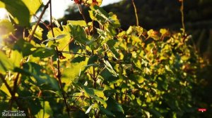 Scenic Relaxation Film With Calming Music  to Relieve Depression, Stress & Anxiety | Calming Music